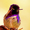 Costa's Hummingbird