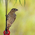 House Finch