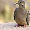 Mama Dove